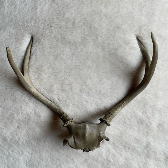Gold Spray Painted Deer Antlers & Skull